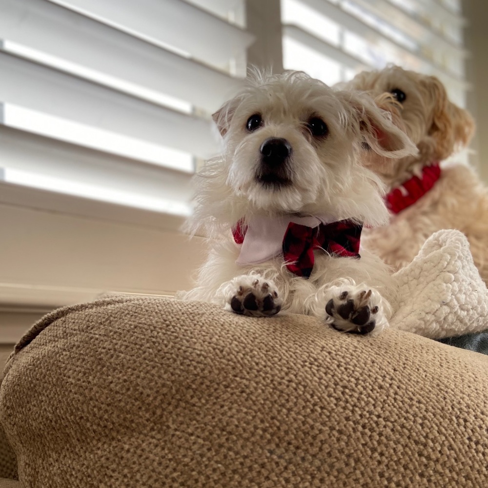 Meet your Posher, Samantha